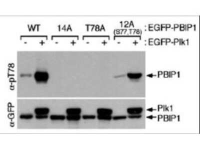 Western Blot: MLF1 Interacting Protein [p Thr78] Antibody [NBP1-77938]